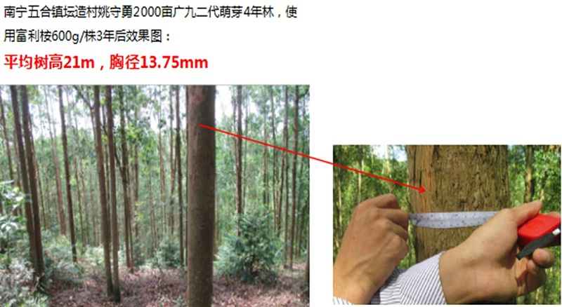 桉树专用肥使用效果 (1)