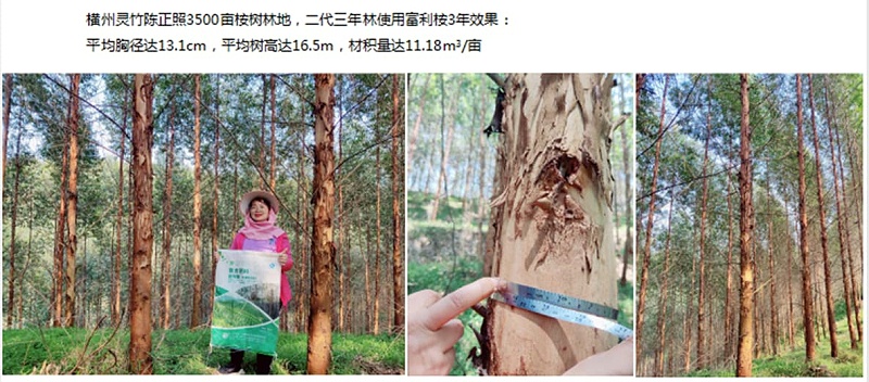 桉树专用肥使用效果 (2)