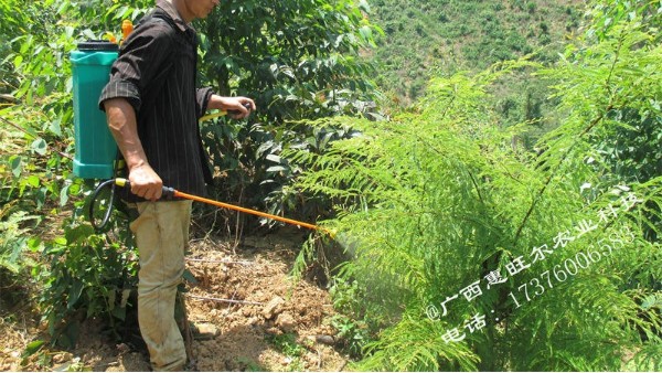 苗圃地能用草甘膦除草剂吗？林业苗圃除草剂