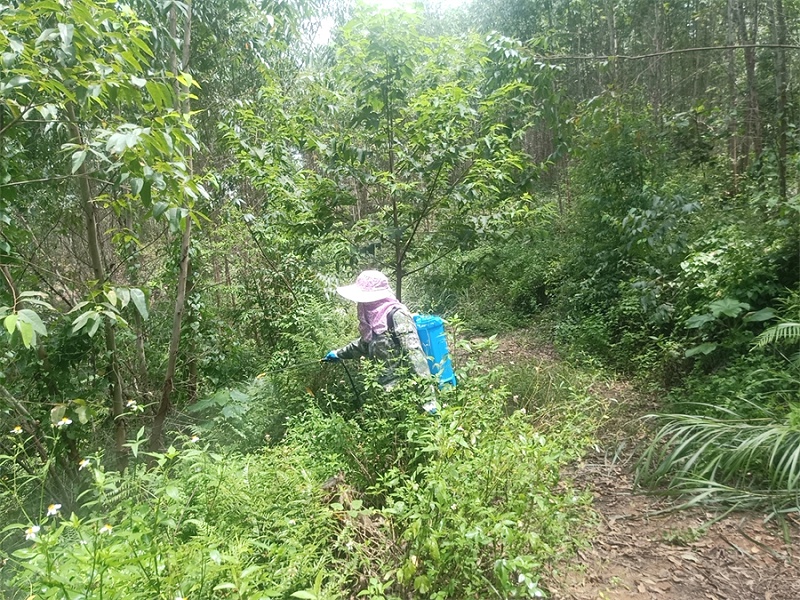 树林除草用哪种除草剂