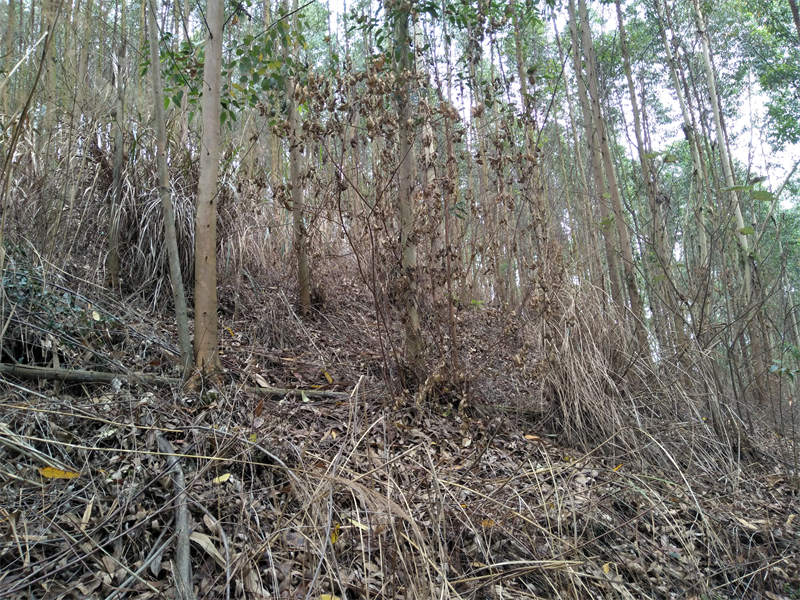 草一抒除草剂使用效果