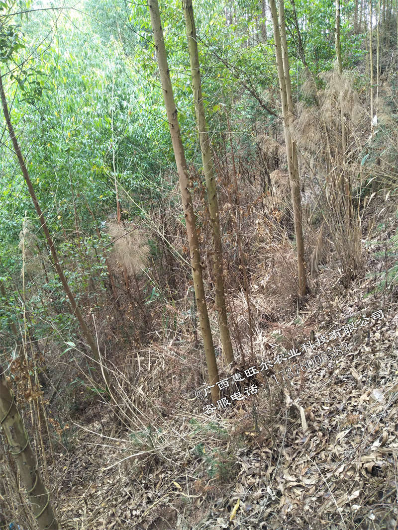 专业桉树打药除草