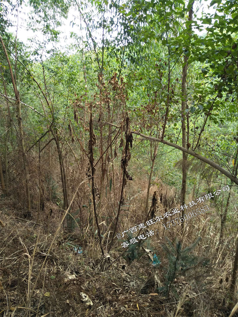 广西桉树林除草