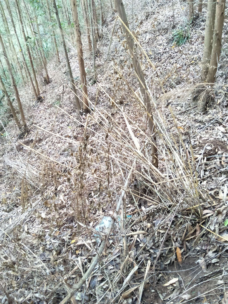 喷桉树林用什么除草剂好