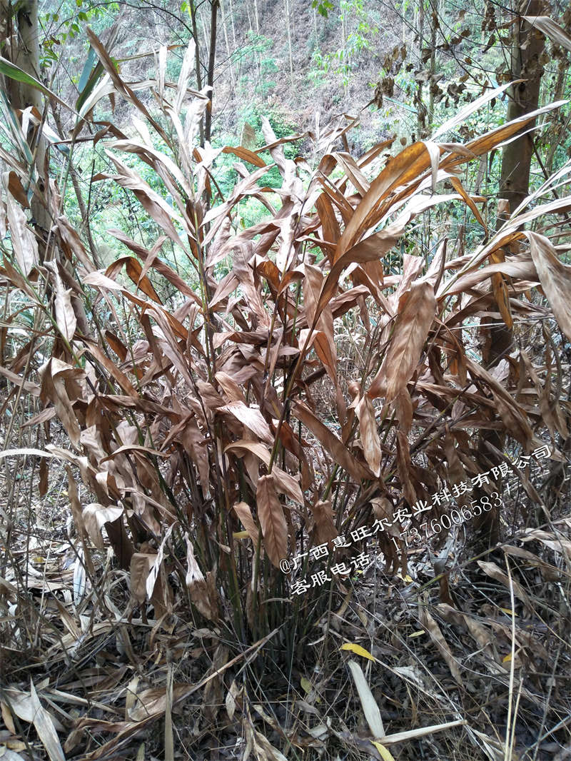 小桉树除草剂