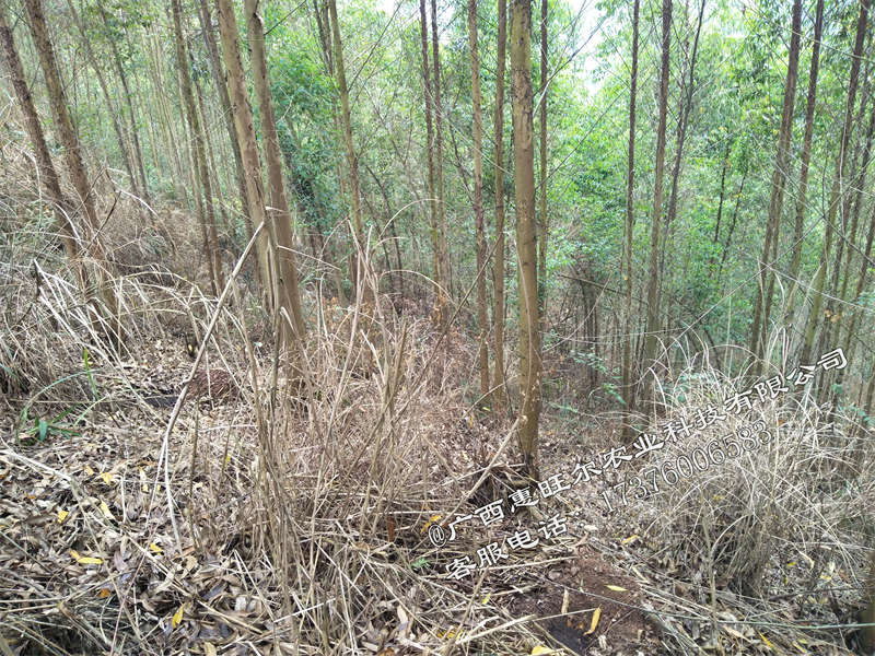 快速桉树除草用什么药