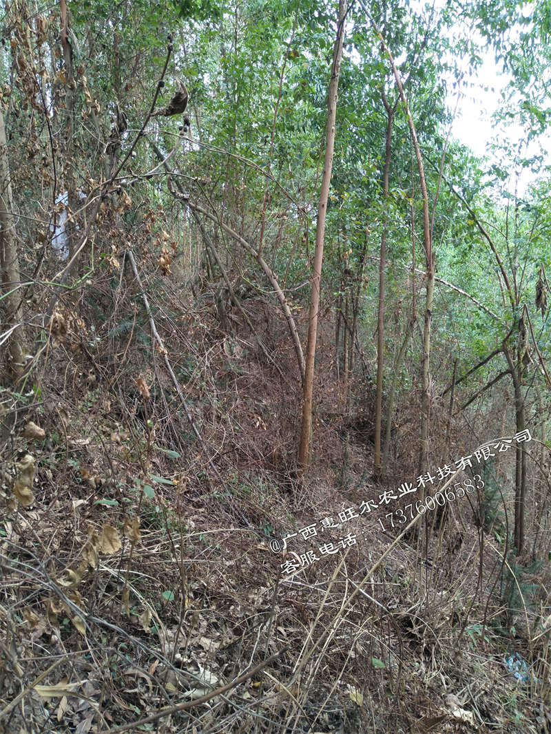 平果市桉树林除草施肥割芽价格