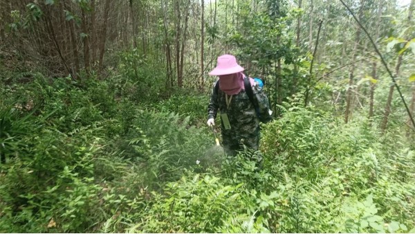 种植桉树除草可以用草甘膦吗