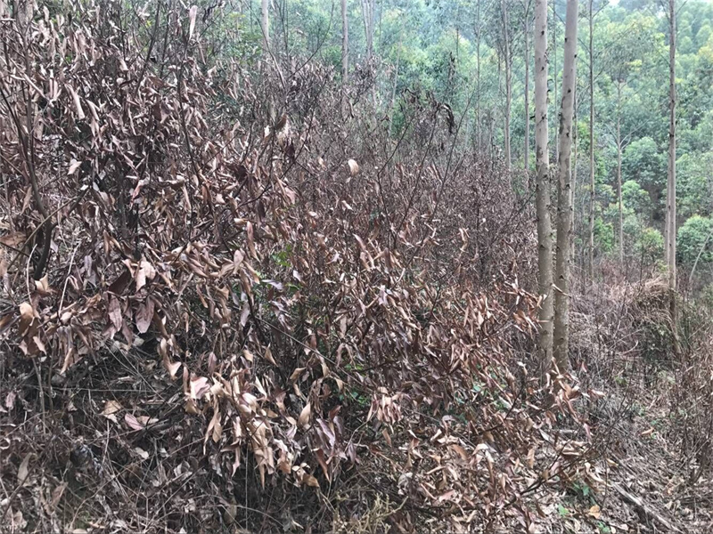 种植桉树除草可以用草甘膦吗