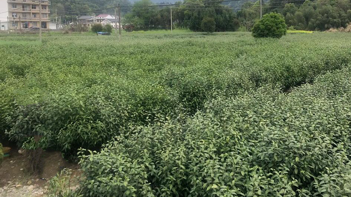 茶园绿色防控4大技术：水溶肥助力农药减量！