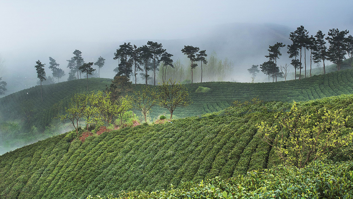 茶区蓟马防治