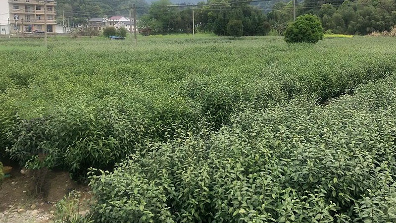茶树绿色种植