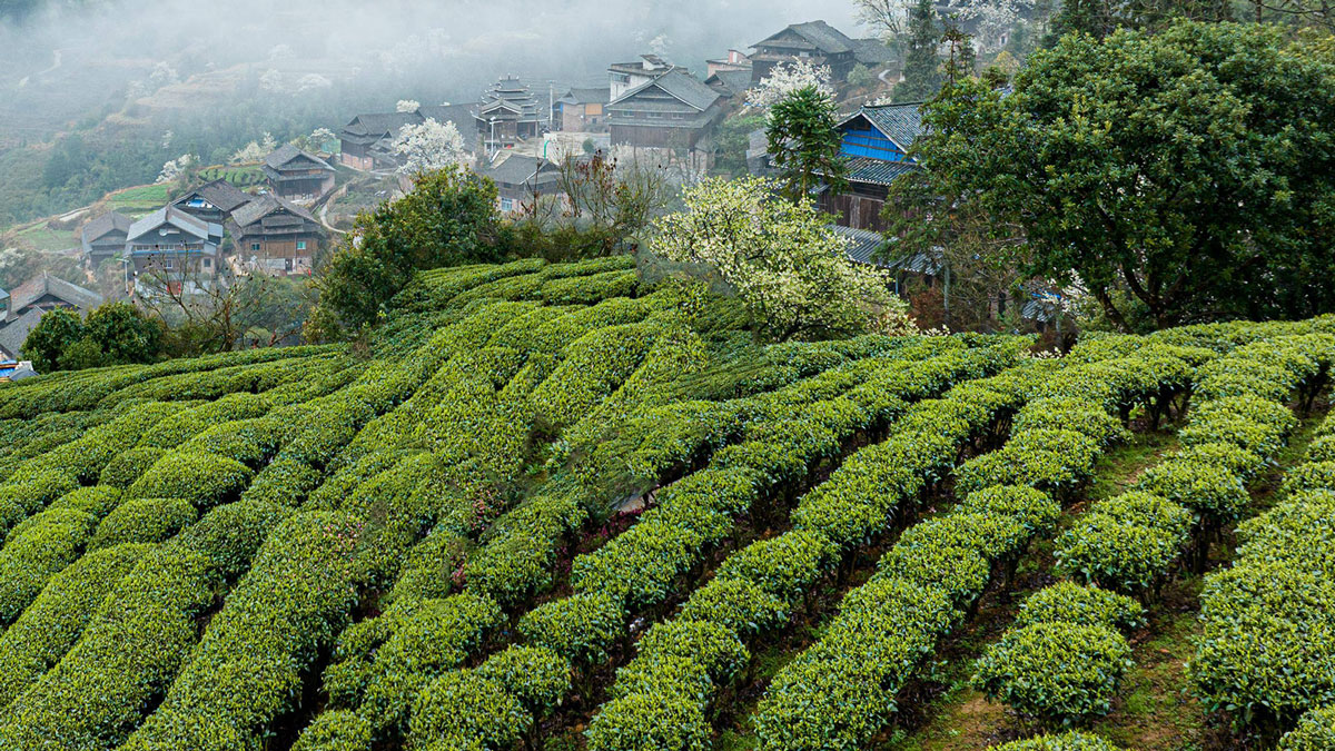 江南茶区炭疽病防治：营养管理不可忽视