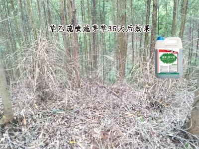 草乙疏除草剂用于南宁市那马某桉树林地除草35天效果