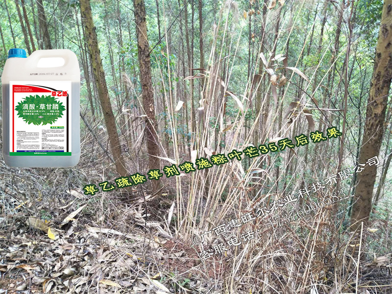 草乙疏除草剂使用案例-芒草