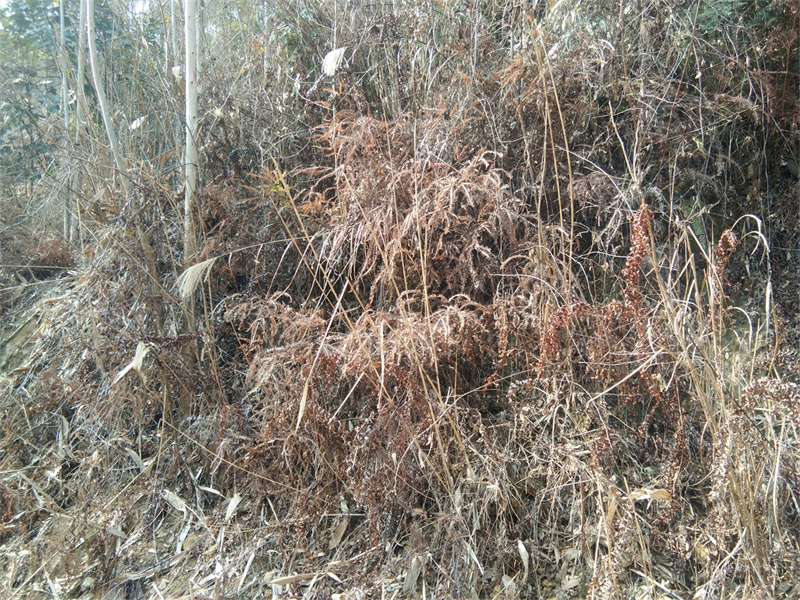 高峰平甫分场使用草乙疏除草剂72天效果
