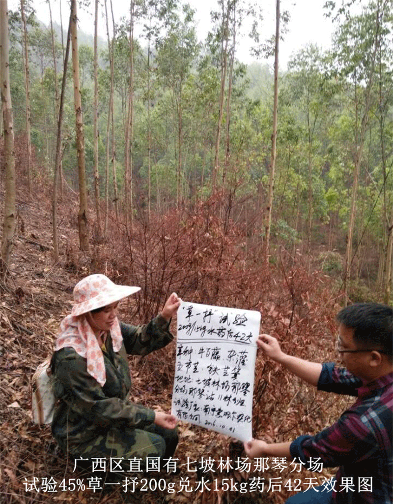 广西区直国有七坡林场那琴分场试验45%草一抒200g兑水15kg药后42天效果图