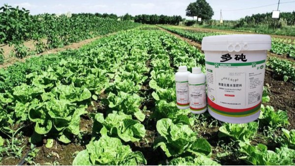 惠旺尔植保建议：冬季蔬菜施肥方法-施肥技术分享