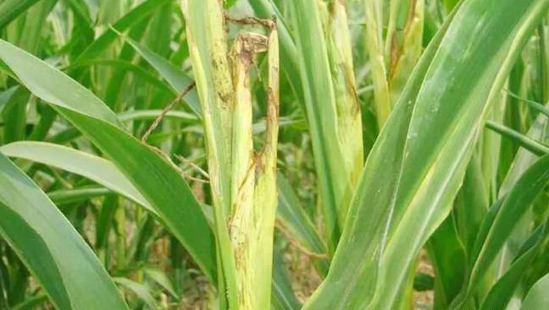 玉米镰孢菌顶腐病