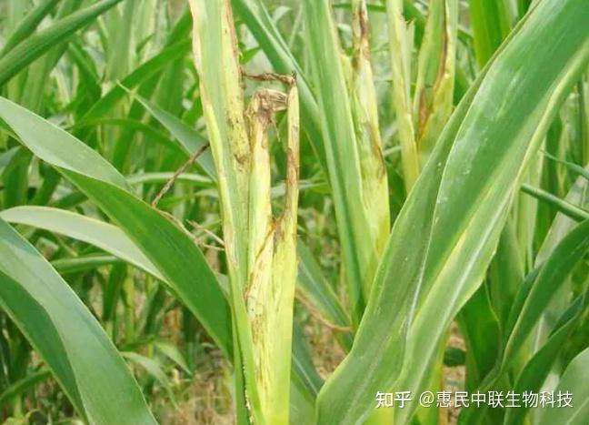 玉米顶腐病症状