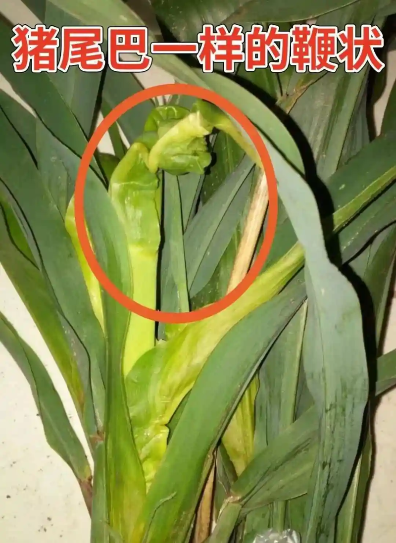 玉米顶腐病症状