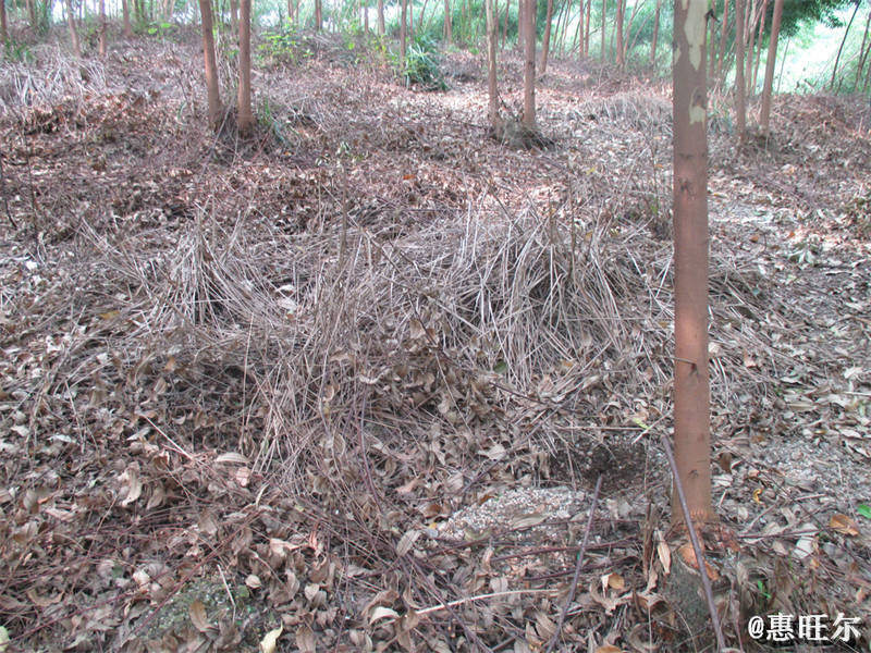 桉树地喷除草剂效果