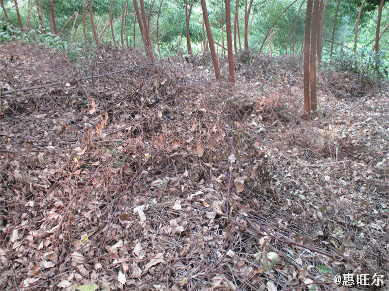 桉树地除草