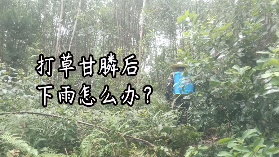 草甘膦异丙胺盐二小时后遇雨有效吗