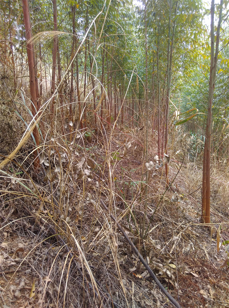 草一抒除草剂使用效果