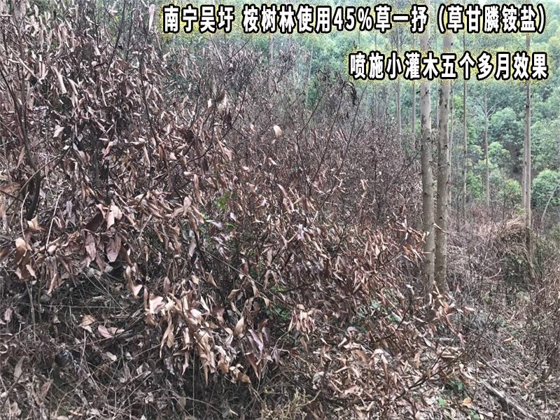 草一抒除草剂5个月效果