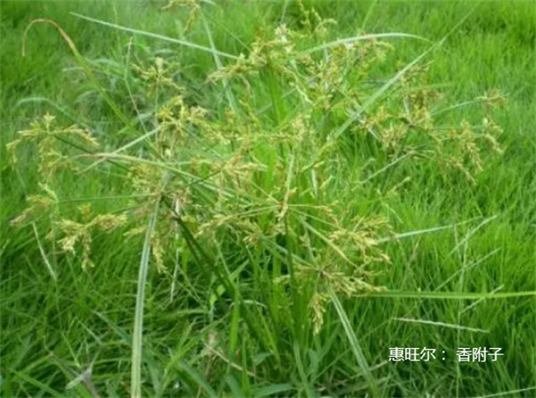 香附子-恶性杂草图片及名称