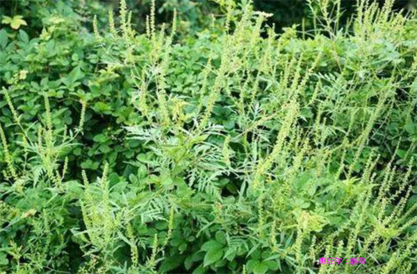 豚草-恶性杂草图片及名称