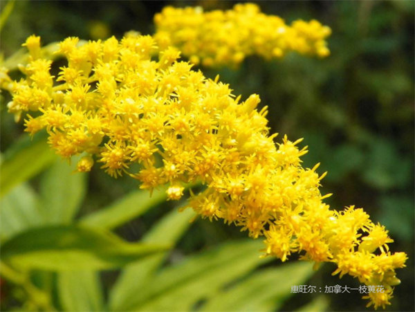 加拿大一枝黄花-恶性杂草图片及名称
