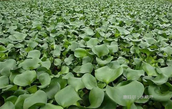 水葫芦-恶性杂草图片及名称