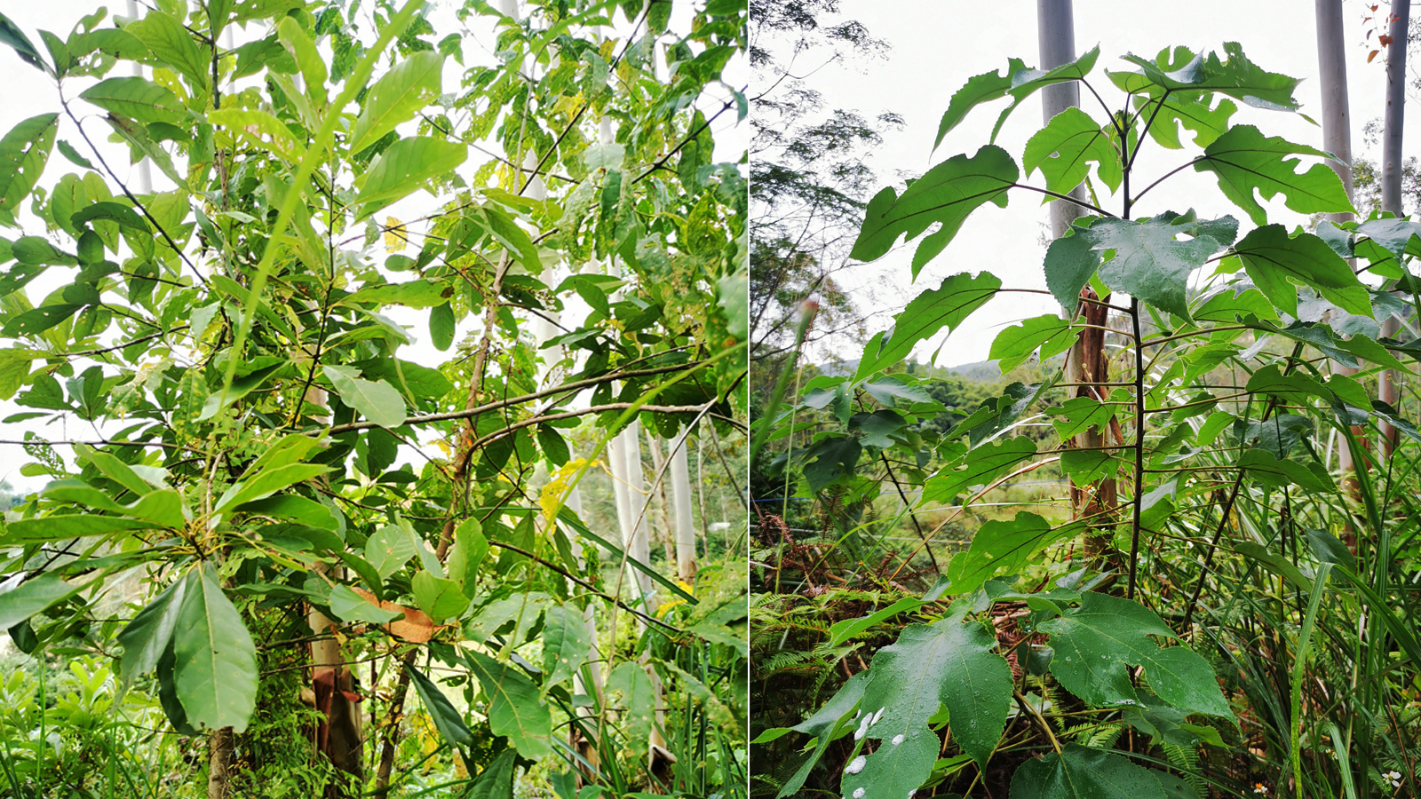 阔叶杂草用什么除草剂？草乙疏滴酸草甘膦高效防除方案