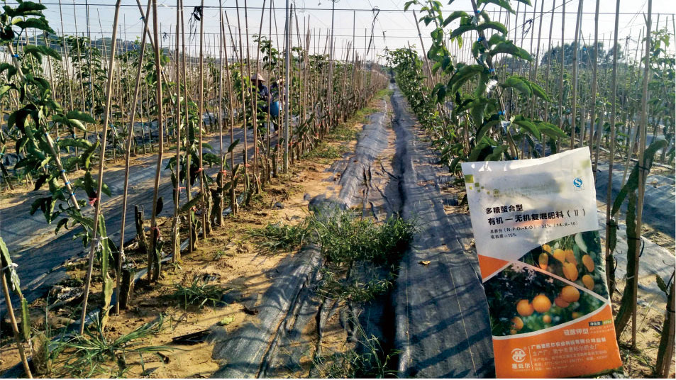 百香果用什么肥料最好