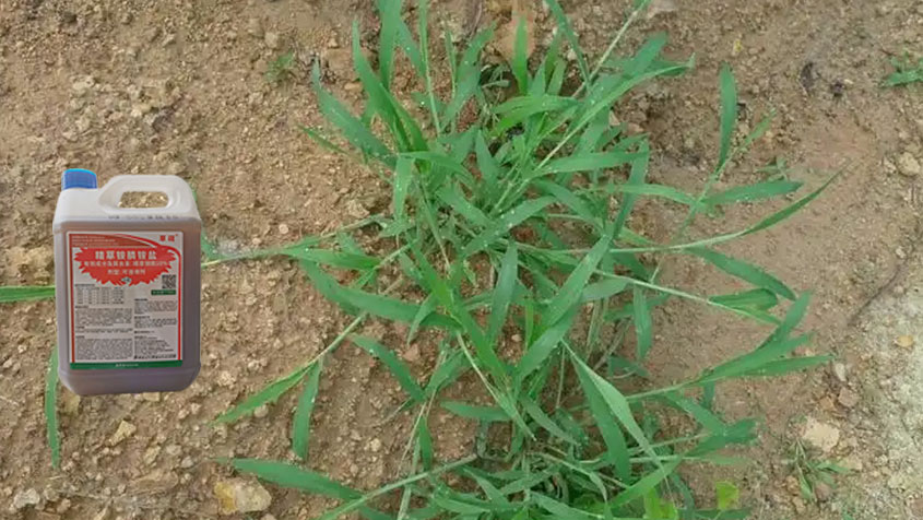 马唐除草：马唐肆虐农田？10% 精草铵膦高效控草