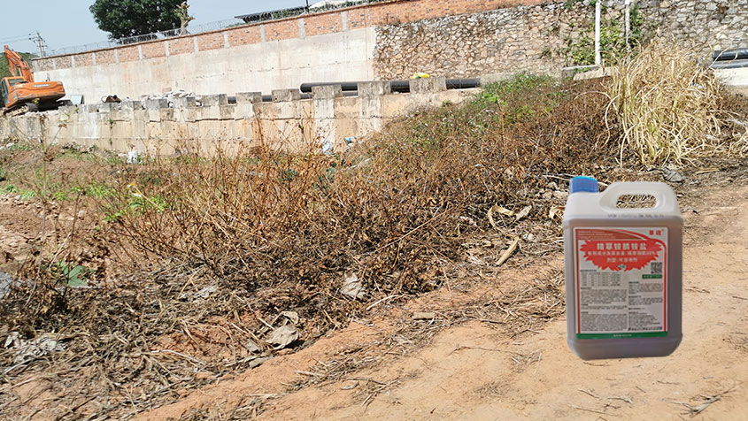 狗尾草专用：狗尾草难防？10% 精草铵膦精准除治