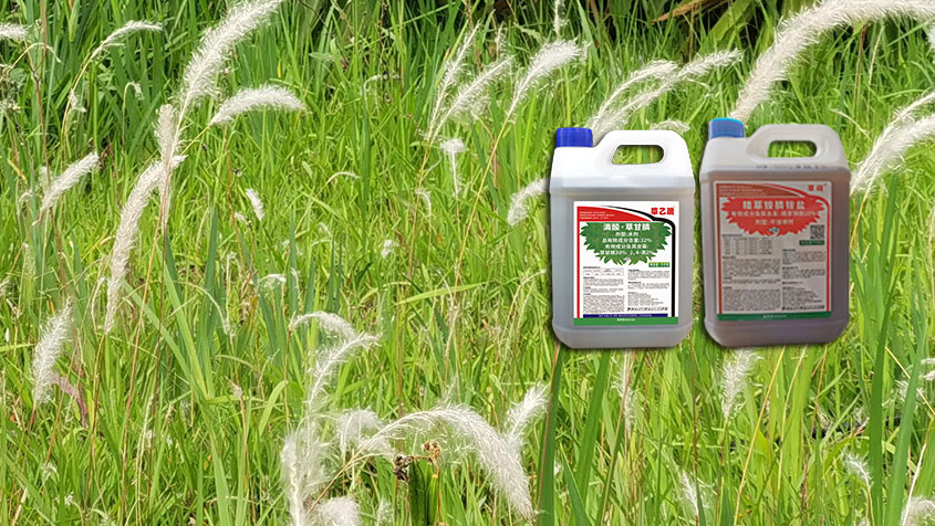 芦苇除草：芦苇根深难除？10% 精草铵膦强力斩草