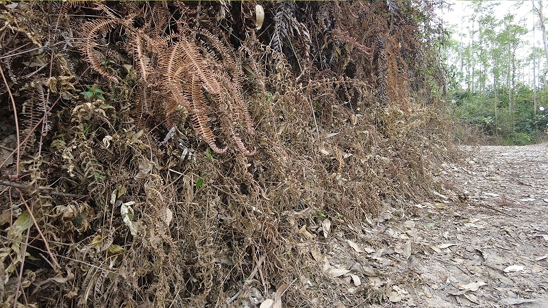 草乙疏除草剂效果如何