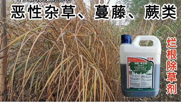 桉树除草剂最厉害是哪种