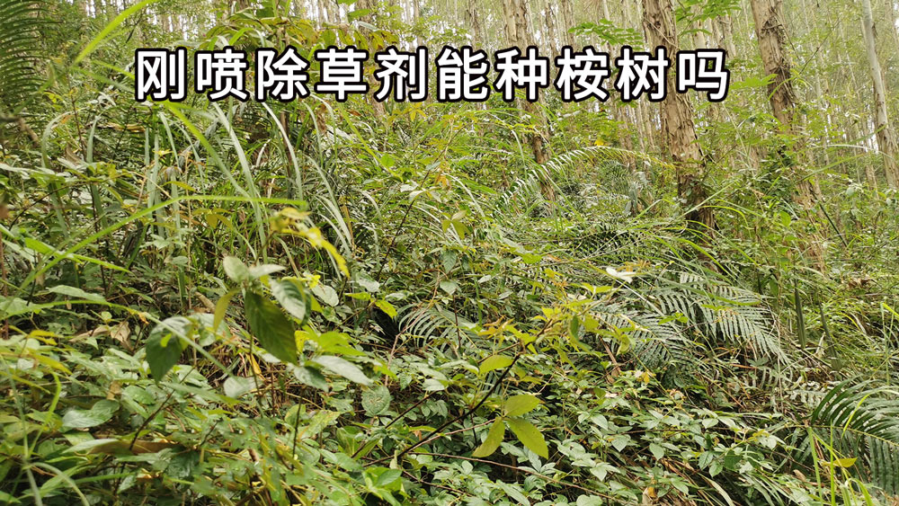 刚喷除草剂能种桉树吗？草乙疏安全间隔期指南